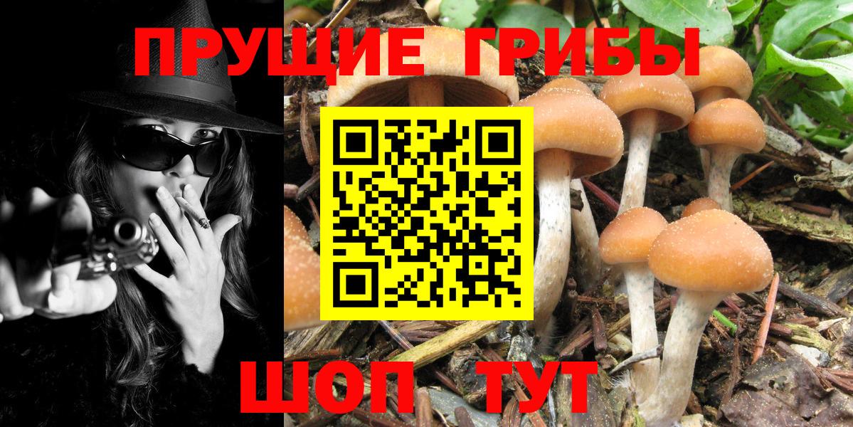 Псилоцибиновые грибы мицелий Киров